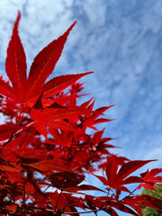 Beautiful colored leaves Acer palmatum (Japanese maple). Japanese maple tree close up leaves on blue background. Leaves and sky. 