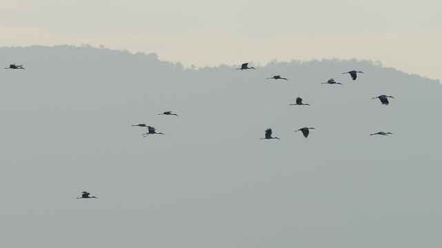 Group of reef herons flying above tropical mountainous landscape.