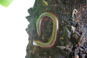 millipede worm on the wall