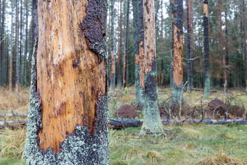 Trees with fallen bark. Forest infected with bark beetle. Environmental concerns.