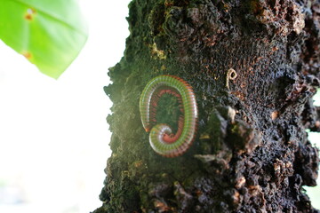 animal creature millipede on tree
