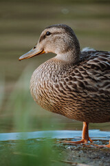 A detailed close-up of a wild mallard duck standing near the water's edge. Perfect for nature, wildlife, and animal-themed visuals.