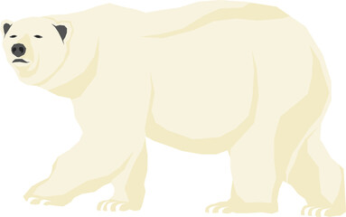 Illustration of polar animals
