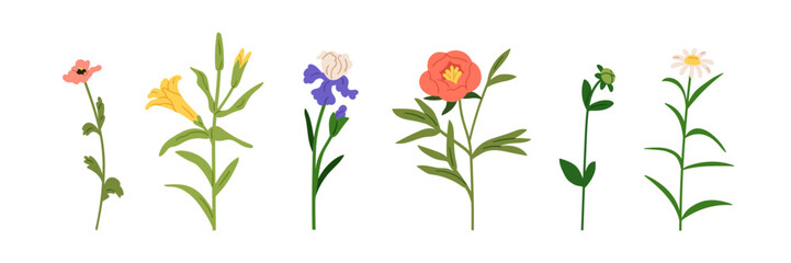 Floral branches set. Garden and field flowers. Gentle blossoms, blooming plants. Lily, iris, chamomile and peony. Natural botanical elements. Flat vector illustration isolated on white background © Good Studio