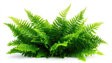 A lush arrangement of vibrant green ferns isolated on white background