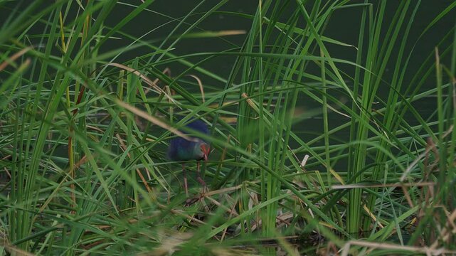 Australasian swamphen bird stuck its leg at marshland.
