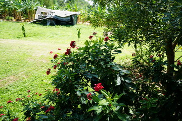flowers in the garden