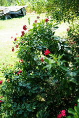 flowers in the garden