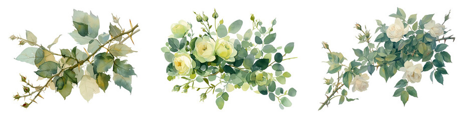 Eucalyptus Branches Set Isolated Transparent Background PNG Image