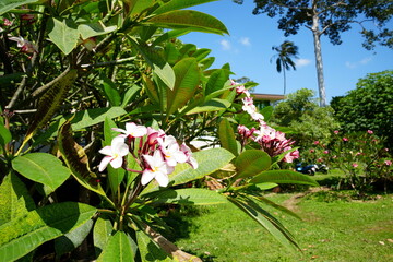 flowers in the garden house
