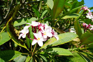 pink and white flower