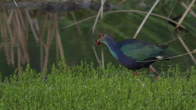 Grey-headed swamphen walking in grass at wetland.