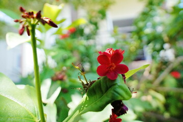 red flowers in the garden
