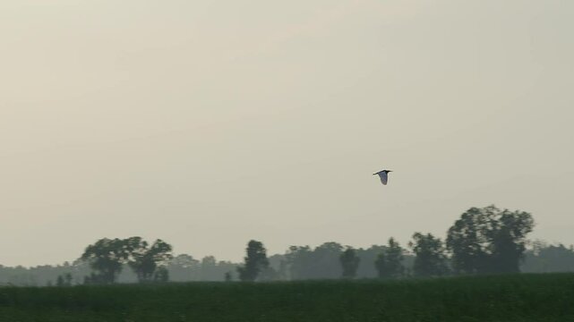 Indian pond heron flying above tropical mountainous landscape.
