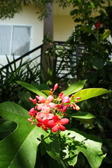 red rose in the garden