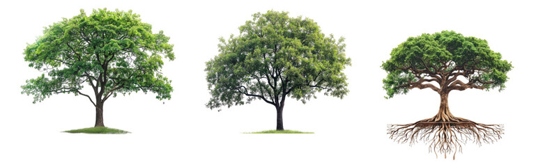 Different Tree Types with Roots Isolated Transparent Background PNG Image