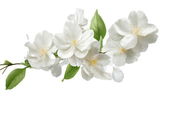 white flower isolated on white