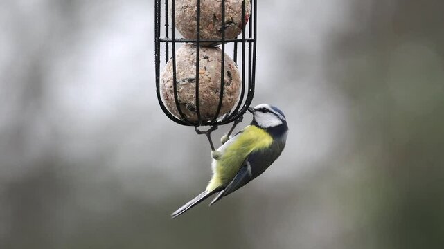 Blaumeise&nbsp;(Cyanistes caeruleu)