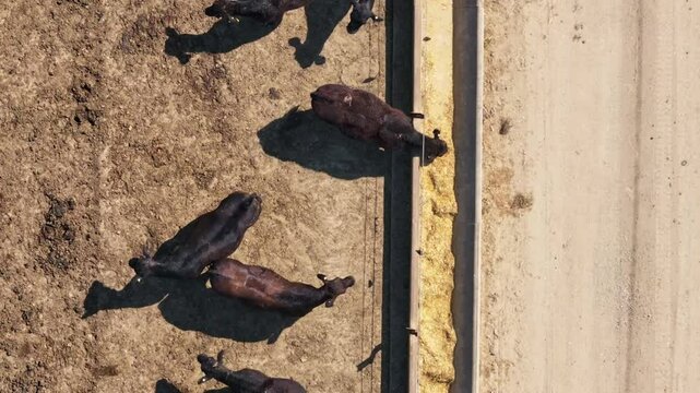 Drone shot of black angus cattle in a feedlot or feed yard. Forward tracking shot looking vertically downwards from above over the animals at the feed bunk.