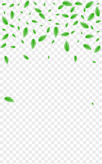 Greenish Leaves Background Transparent Vector. Foliage Summer Frame. Selective Design. Light Green Fresh Illustration. Vegetation Figure.