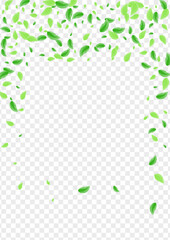 Greenish Foliage Background Transparent Vector. Plant Herbal Illustration. Floral Frame. Light Green Concept Design. Leaf Clean.