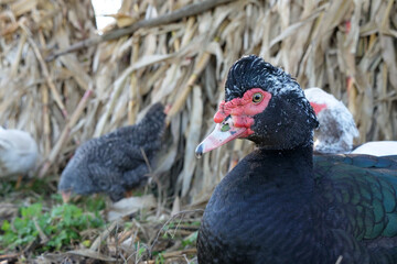Domestic ducks on the farm. Care and breeding of ducks.