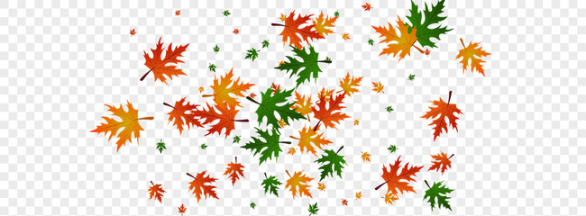 Golden Leaf Background Transparent Vector. Maple Single Frame. Brown Realistic. Canada Design. Orange Foliage Isolated.