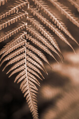 Green Leafs in garden background. New trending colour of the 2025 year 
