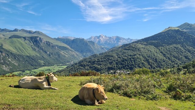 Vaches paissant sur le plateau du Benou, face &agrave; la vall&eacute;e d'Ossau