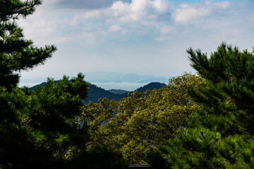 seascape over the tree