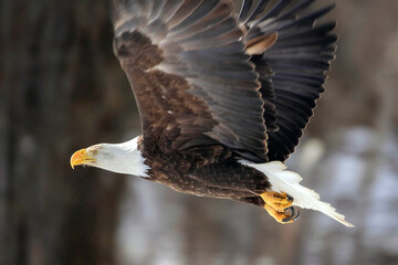 Bald Eagle in flight profile view, closeup.