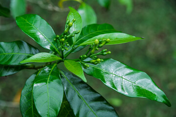 Crape Jasmine - Tabernaemontana divaricata Flower Bud