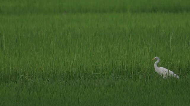 Medium egret walking on paddy rice field