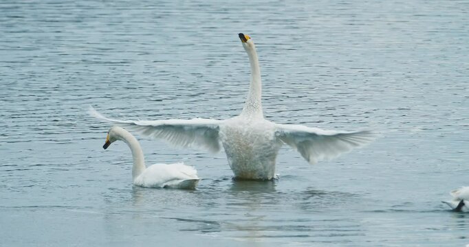 Whopper swan flapping  in the water