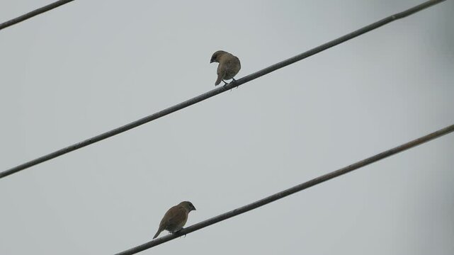 Group of scaly-beasted munia birds standing on wire.
