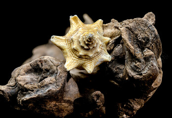 Strombus pugilis Shell on Driftwood with Black Background