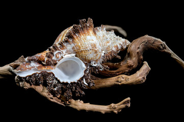 Chicoreus ramosus Shell on Driftwood black background