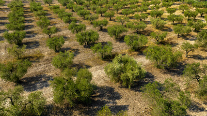 Aerial view of olive fields. Olive groves concept.
