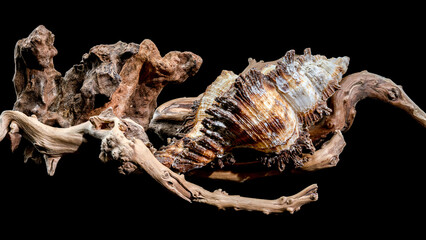 Chicoreus ramosus Shell on Driftwood black background