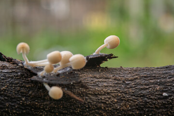 Fairy Inkcap Mushrooms (Coprinellus disseminatus) grow on rotten wood