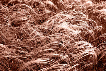 A meadow feather grass in the sunset. Mocha Mousse - the color of the year 2025