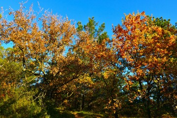 Beautiful orange and yellow colored downy oak deciduous broadleaf trees