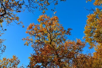Fototapeta premium Downy oak (Qurcus pubescens) tree canopy in yellow and orange autumn colors