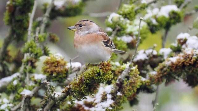 Bergfink&nbsp;(Fringilla montifringilla)  