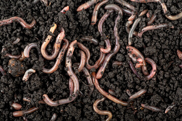 Garden compost and worms in the soil, top view. Earthworms for fishing. Recycling kitchen food...