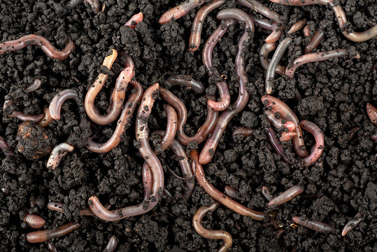Garden compost and worms in the soil, top view. Earthworms for fishing. Recycling kitchen food waste.