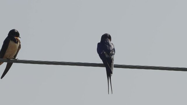 Large group of barn swallows standing on electrical wire grooming.
