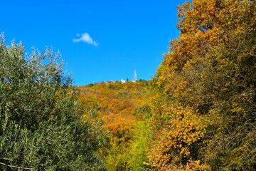 Tinjan hill with autumn orange colored foiage and green olive tree in Istria, Primorska, Slovenia