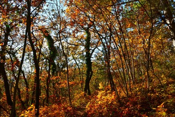 Fototapeta premium Path leading through a oak forest with smoke tree (Cotinus coggygria) bushes in yellow and orange colors on the ground