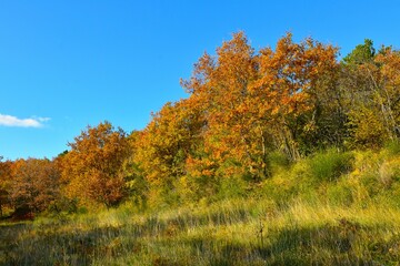Fototapeta premium Yellow and orange autumn colored trees at the edge of a meadow